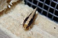 Monopis crocicapitella