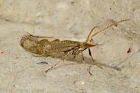 Plutella xylostella