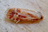 Rhyacionia buoliana
