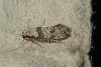 Scythropia crataegella