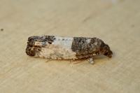 Spilonota ocellana