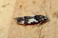 Teleiodes luculella