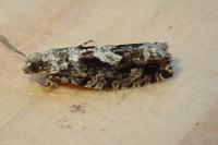 Zeiraphera isertana