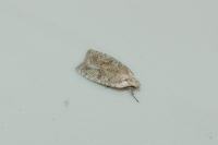 Agonopterix assimilella