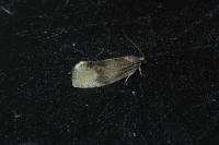 Pseudosciaphila branderiana