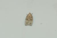 Agonopterix assimilella