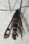 Synanthedon conopiformis