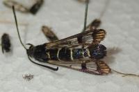 Synanthedon conopiformis