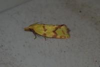 Agapeta hamana