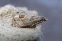Notocelia uddmanniana