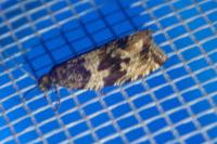 Celypha cespitana