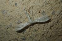 Pterophorus pentadactylus