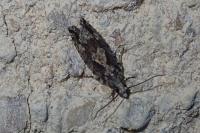Zeiraphera isertana