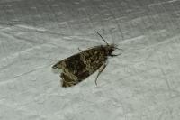 Celypha lacunana