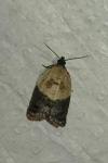 Acleris variegana