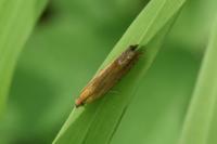 Lathronympha strigana