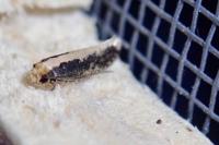 Monopis crocicapitella