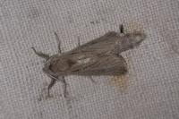 Phragmataecia castaneae
