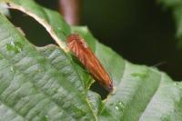 Lathronympha strigana