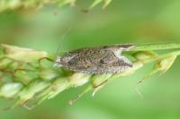 Bactra
