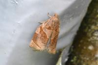 Archips rosana