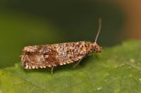 Celypha cespitana