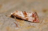 Neocochylis millierana