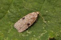 Agonopterix propinquella