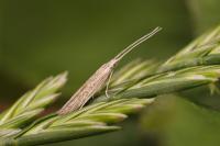 Coleophora texanella