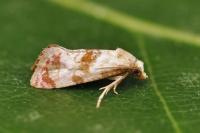 Neocochylis millierana
