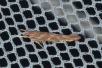 Pyroderces argyrogrammos