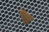 Helcystogramma rufescens