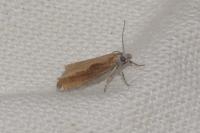 Eucosma obumbratana