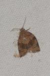 Pandemis dumetana