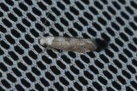 Paraswammerdamia albicapitella