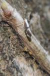 Argyresthia spinosella