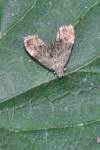 Anthophila fabriciana