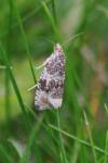 Celypha lacunana