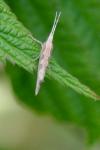 Plutella xylostella