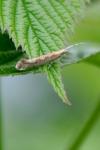 Plutella xylostella