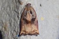 Archips podana