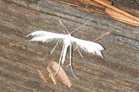 Pterophorus pentadactylus