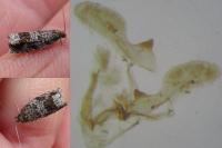 Ancylis achatana