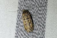 Hofmannophila pseudospretella