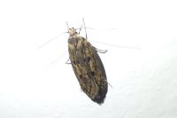 Hofmannophila pseudospretella