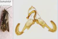 Dichrorampha petiverella