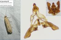 Bactra lancealana
