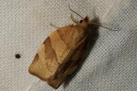 Pandemis cerasana