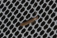 Coleophora caespititiella