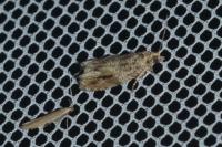 Epinotia signatana